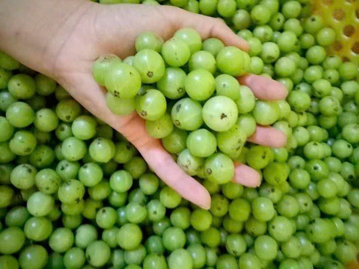 Quả lạ trong rừng rụng đầy gốc hoá "mỏ vàng", chứa nhiều vitamin C